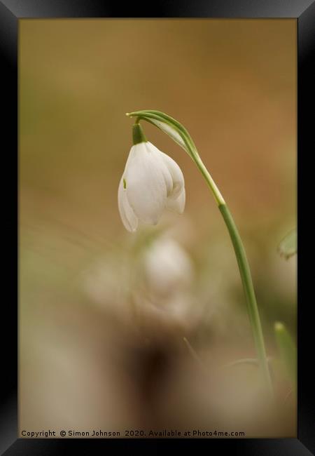  Isolated Snowdrop Framed Print by Simon Johnson