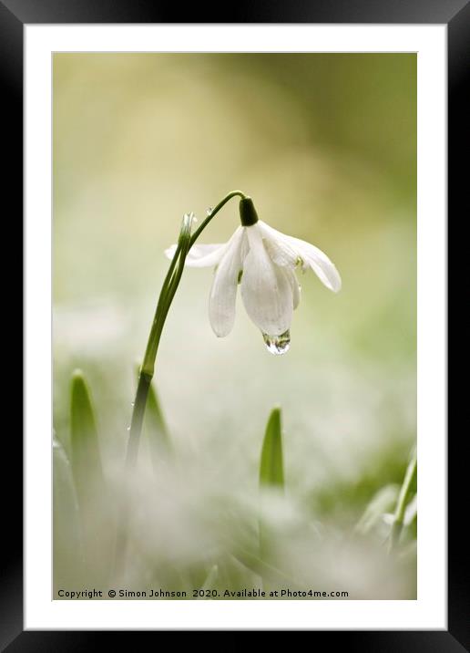 Snowdrop with dew drop Framed Mounted Print by Simon Johnson