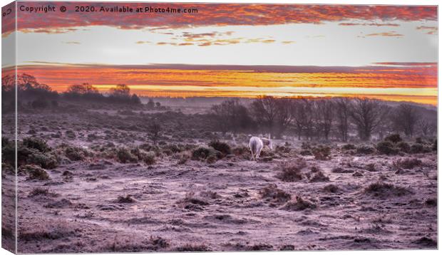 A glorious New Forest Sunrise Canvas Print by Sue Knight