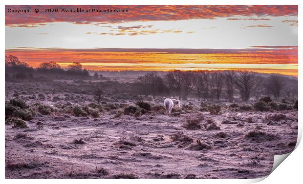 A glorious New Forest Sunrise Print by Sue Knight