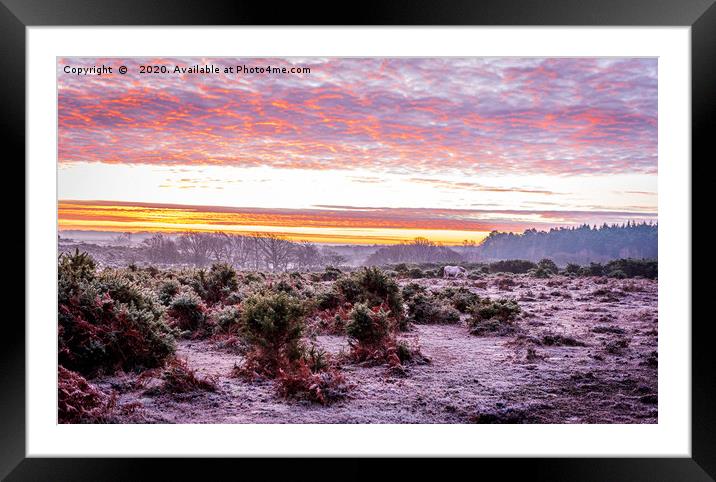 Sunrise and the Forest Framed Mounted Print by Sue Knight