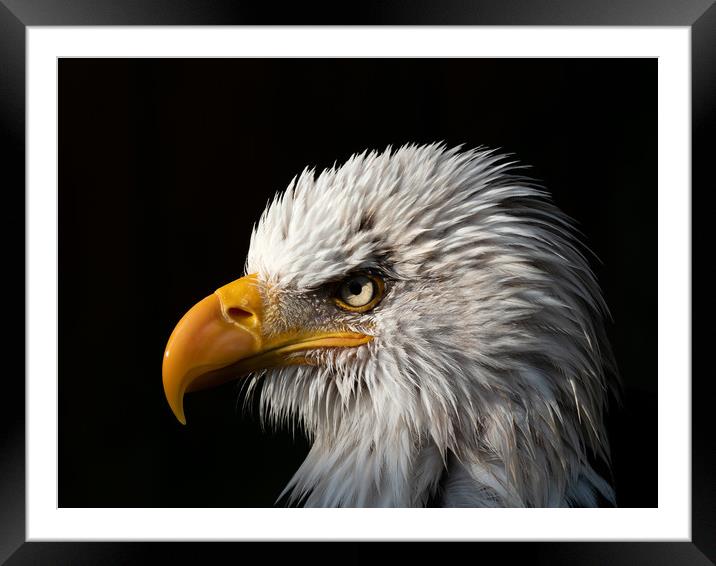 Majestic Spirit of Freedom Framed Mounted Print by Tommy Dickson