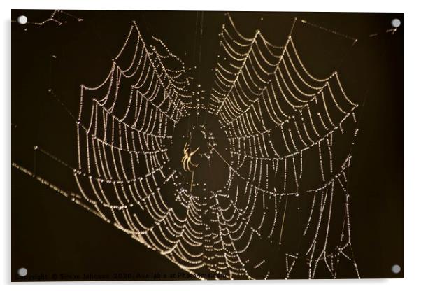 Spider, cobweb with dew Acrylic by Simon Johnson