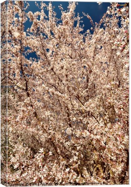 Sunlit blossom Canvas Print by Simon Johnson