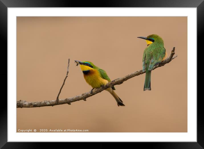 Catching Flies, Green Bee-eaters Framed Mounted Print by Neil Parker