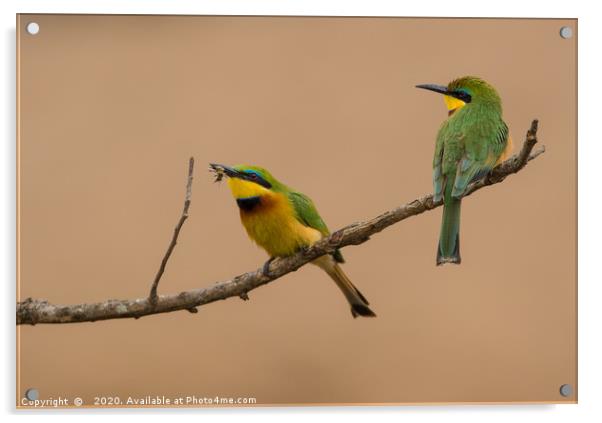 Catching Flies, Green Bee-eaters Acrylic by Neil Parker