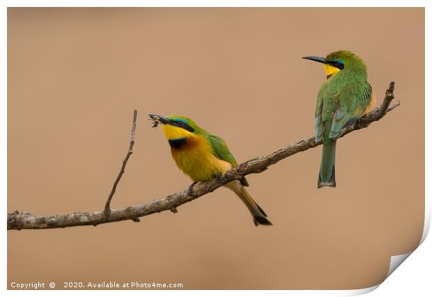 Catching Flies, Green Bee-eaters Print by Neil Parker