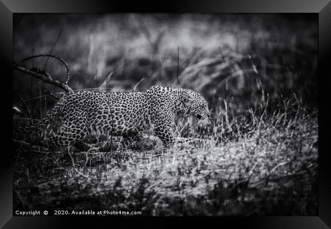 Stealth, a Young Leopard in Kenya Framed Print by Neil Parker