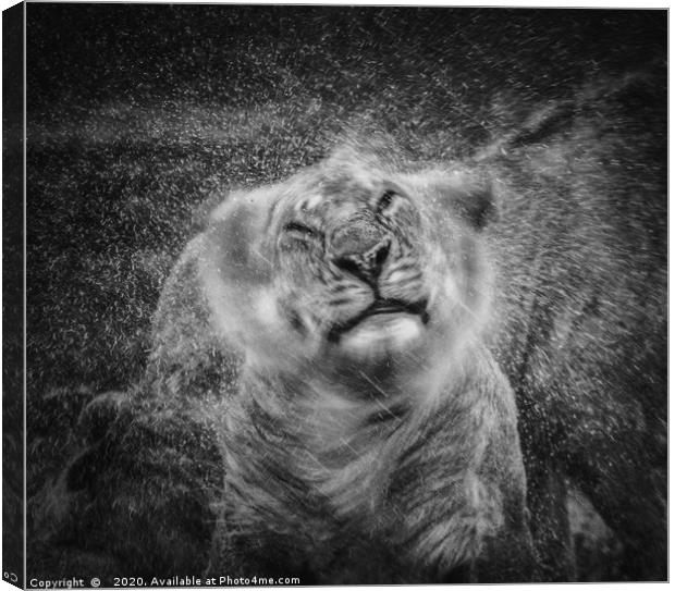 Shake, Lion shaking off rain Canvas Print by Neil Parker
