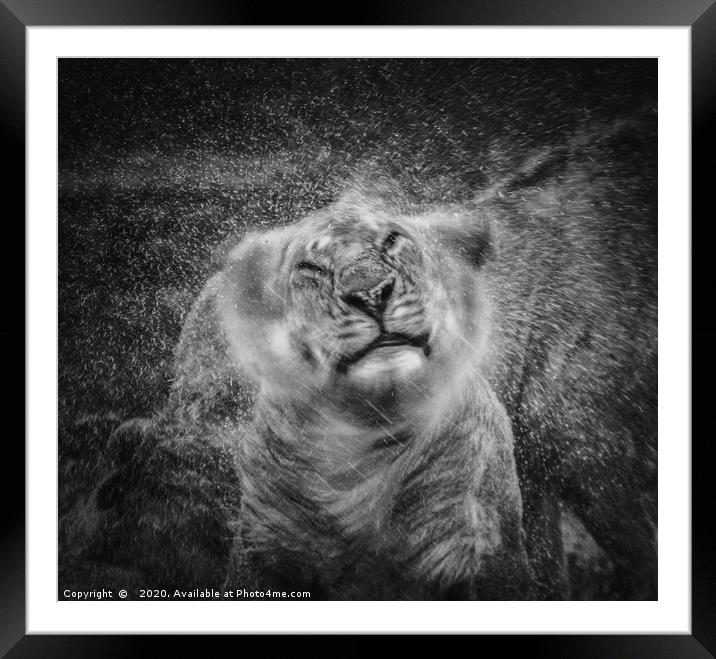 Shake, Lion shaking off rain Framed Mounted Print by Neil Parker