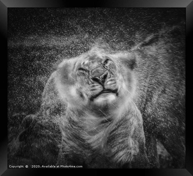 Shake, Lion shaking off rain Framed Print by Neil Parker