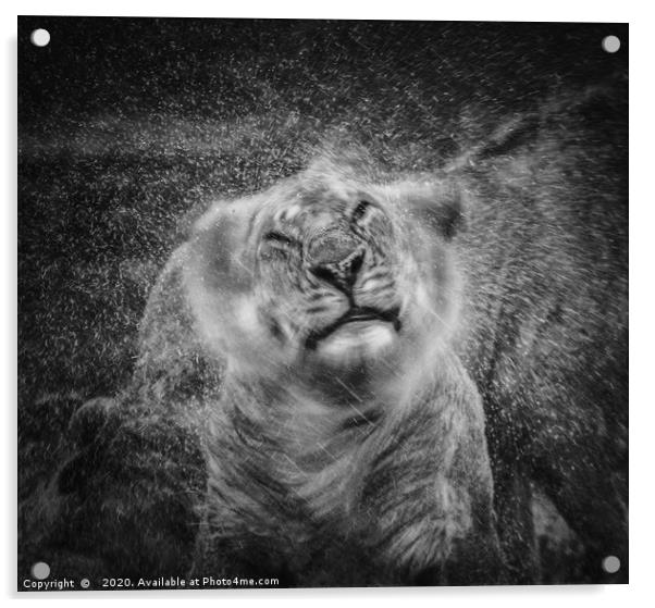 Shake, Lion shaking off rain Acrylic by Neil Parker