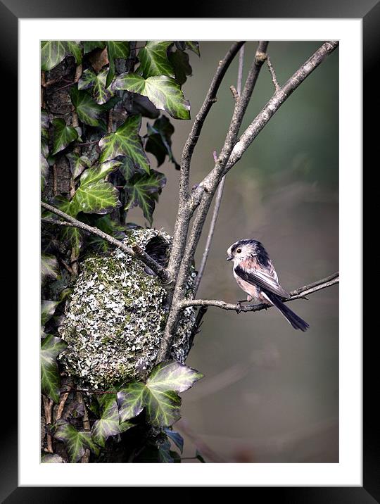 LONG-TAILED TIT AT NEST Framed Mounted Print by Anthony R Dudley (LRPS)