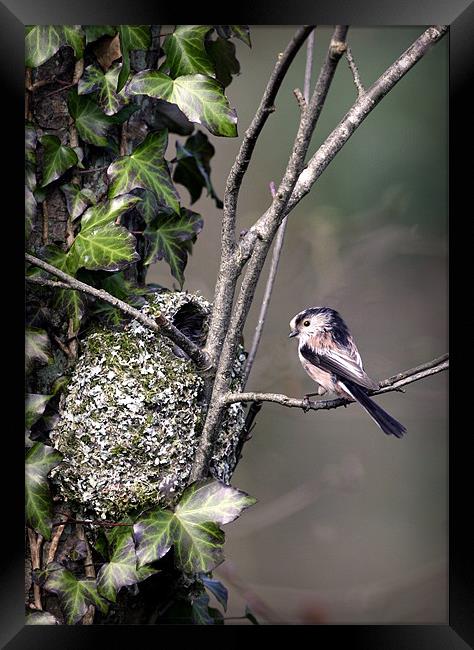 LONG-TAILED TIT AT NEST Framed Print by Anthony R Dudley (LRPS)
