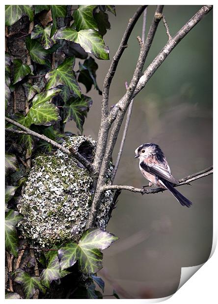 LONG-TAILED TIT AT NEST Print by Anthony R Dudley (LRPS)