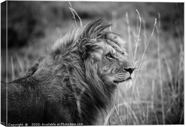 Male Lion, Masai Mara Canvas Print by Neil Parker