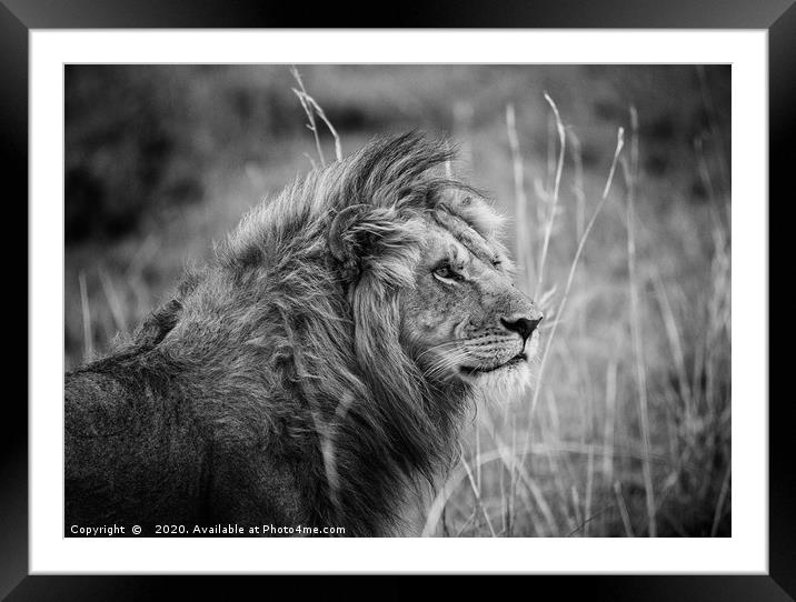 Male Lion, Masai Mara Framed Mounted Print by Neil Parker