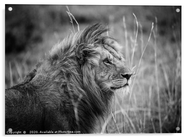 Male Lion, Masai Mara Acrylic by Neil Parker