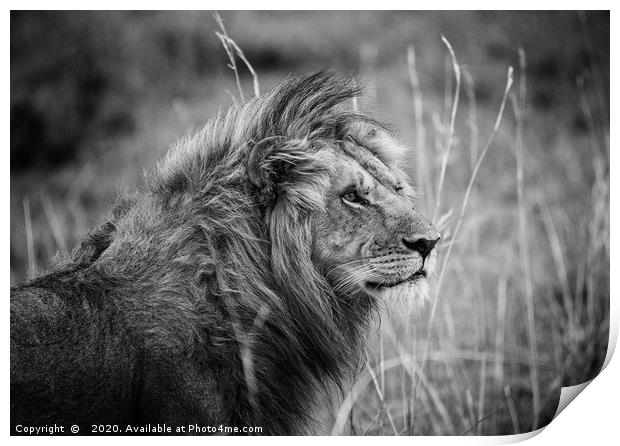 Male Lion, Masai Mara Print by Neil Parker