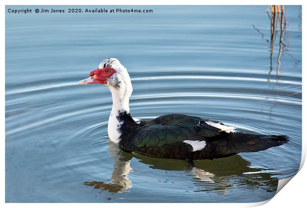 Piebald Muscovy Duck Print by Jim Jones