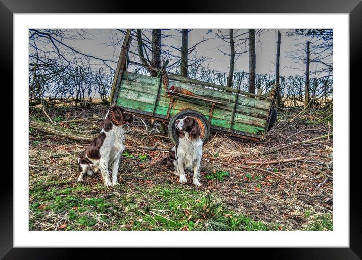 springer spaniels  working dogs Framed Mounted Print by Jon Fixter
