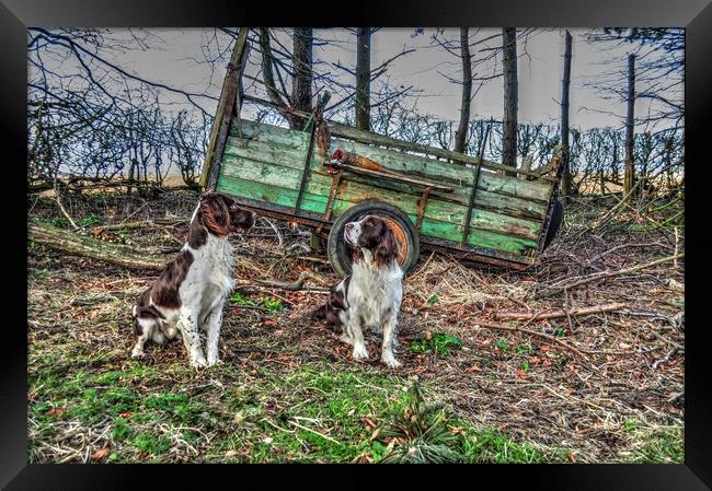 springer spaniels  working dogs Framed Print by Jon Fixter