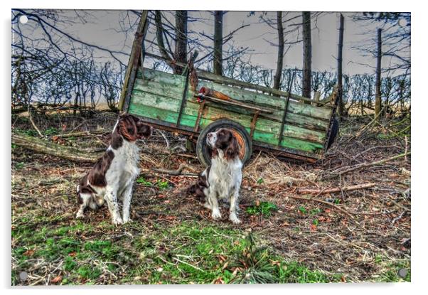 springer spaniels  working dogs Acrylic by Jon Fixter