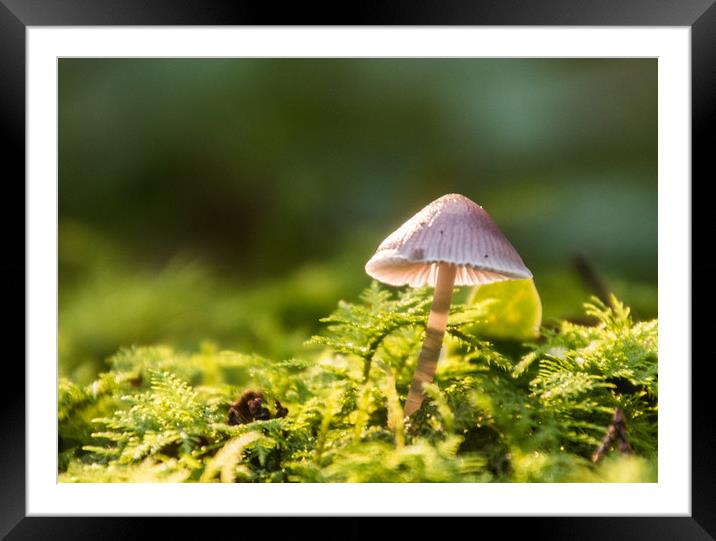 Fungi in sunlight Framed Mounted Print by Alf Damp