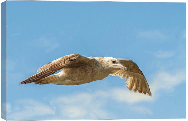 Juvenile Herring gull flying high. Canvas Print by Robert Deering