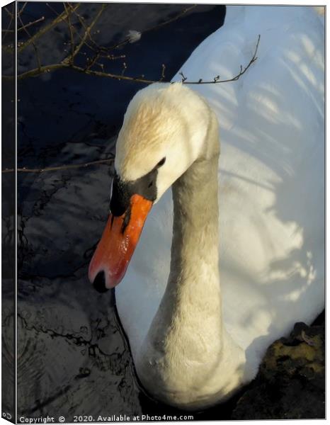 "Portrait of a Swan" Canvas Print by ROS RIDLEY