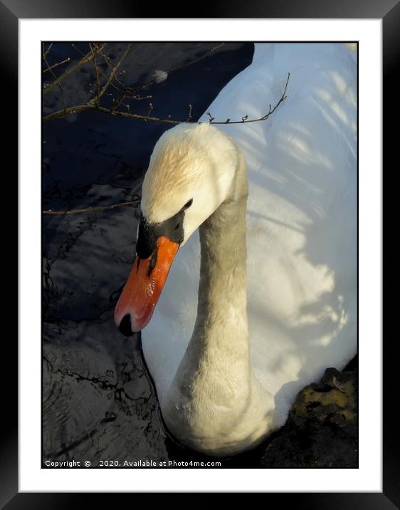 "Portrait of a Swan" Framed Mounted Print by ROS RIDLEY