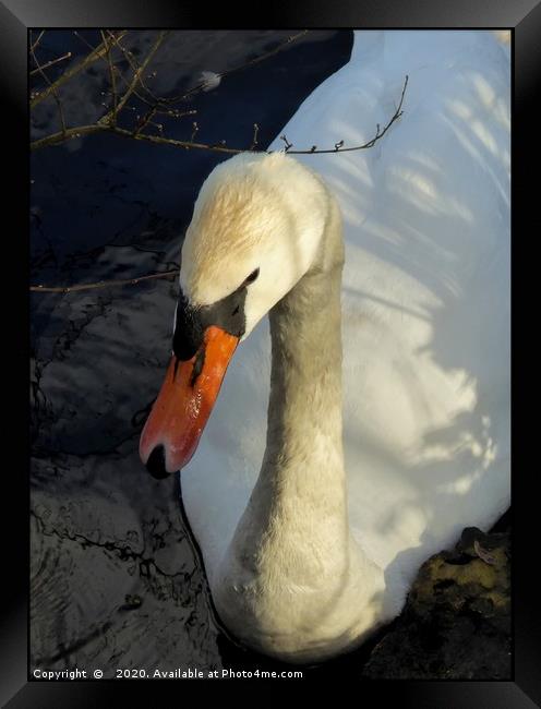 "Portrait of a Swan" Framed Print by ROS RIDLEY