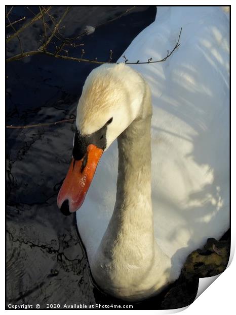 "Portrait of a Swan" Print by ROS RIDLEY
