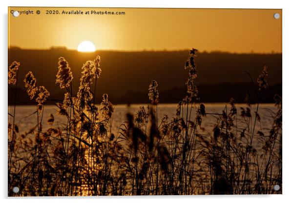 Chew Valley lake sunset through the reeds Acrylic by Duncan Savidge