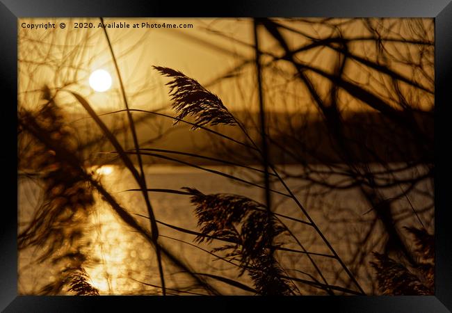 Chew Valley lake sunset through the reeds Framed Print by Duncan Savidge