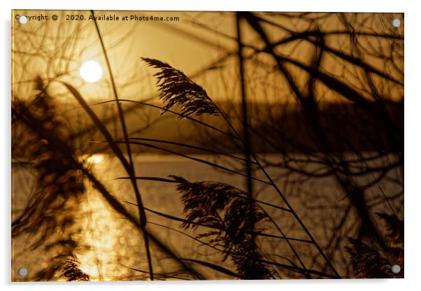 Chew Valley lake sunset through the reeds Acrylic by Duncan Savidge