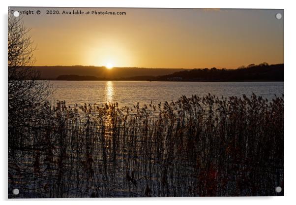 Chew Valley lake Winter sunset through the reeds Acrylic by Duncan Savidge