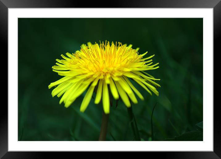 Dandelion 2 Framed Mounted Print by Chris Day