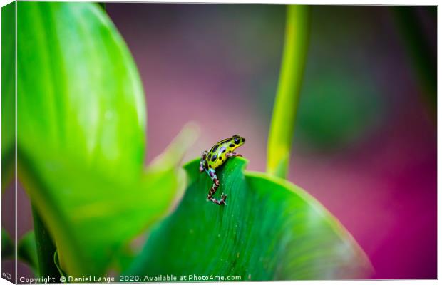 Yellow and green Strawberry Poison Dart Frog Canvas Print by Daniel Lange