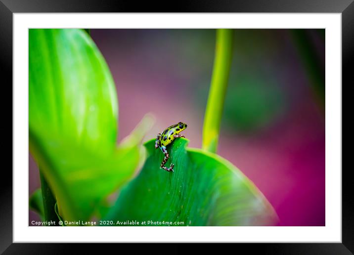 Yellow and green Strawberry Poison Dart Frog Framed Mounted Print by Daniel Lange