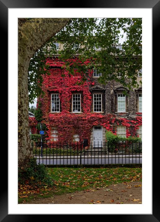 Queens Square, Bath red Ivy Framed Mounted Print by Duncan Savidge