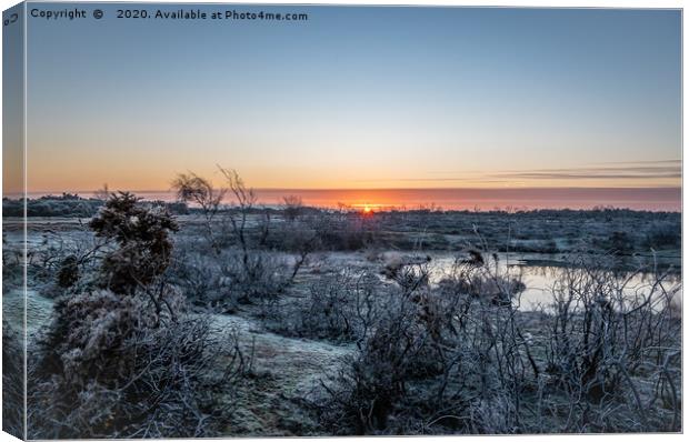 Frosty New Forest Sunrise Canvas Print by Sue Knight