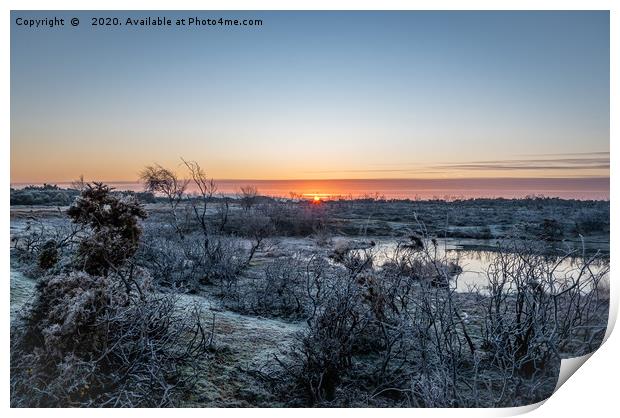 Frosty New Forest Sunrise Print by Sue Knight