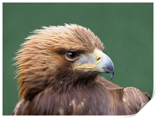 Golden Eagle Portrait Print by Tommy Dickson