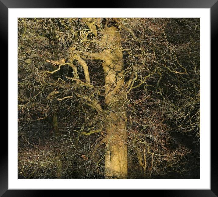 Sunlit branches Framed Mounted Print by Simon Johnson