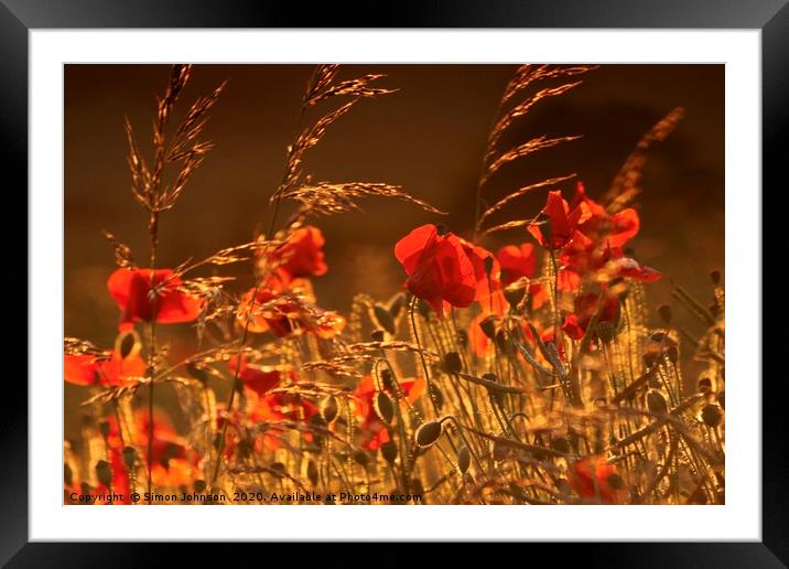 Poppies in corn Framed Mounted Print by Simon Johnson