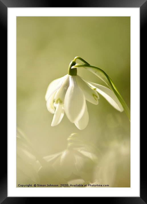 Snowdrop flower Framed Mounted Print by Simon Johnson