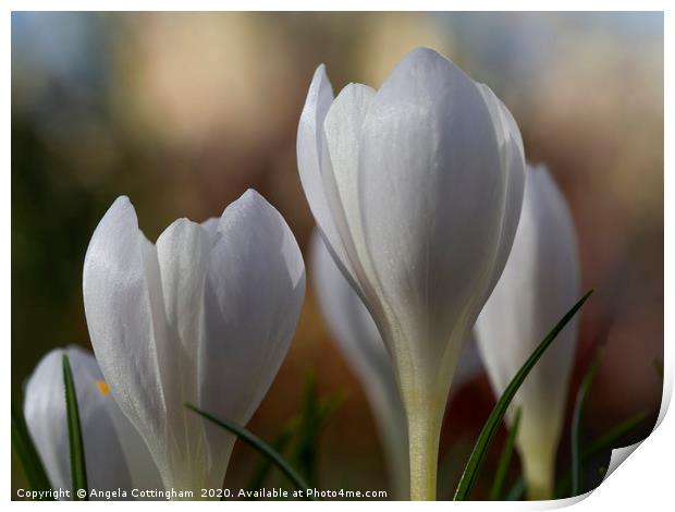 White Crocuses Print by Angela Cottingham