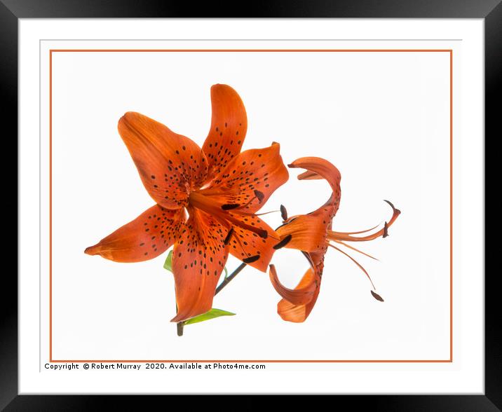 Tiger Lily Framed Mounted Print by Robert Murray