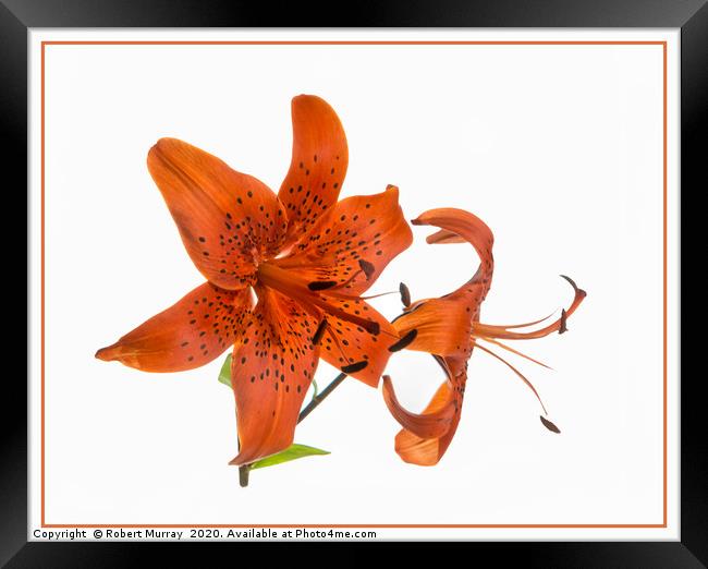 Tiger Lily Framed Print by Robert Murray